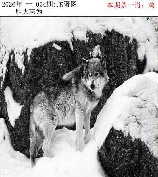 034期正版蛇蛋图[图]